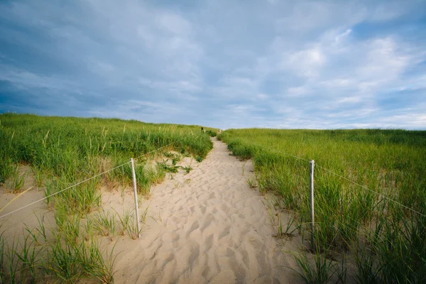 Gramíneas e caminho sobre dunas de areia em Race Point, na Província — Fotografia de Stock