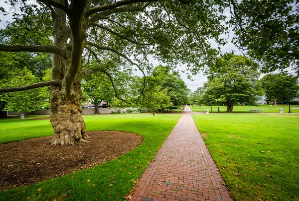 Tree and walkway in Hyannis, Cape Cod, Massachusetts. — Stock Photo, Image