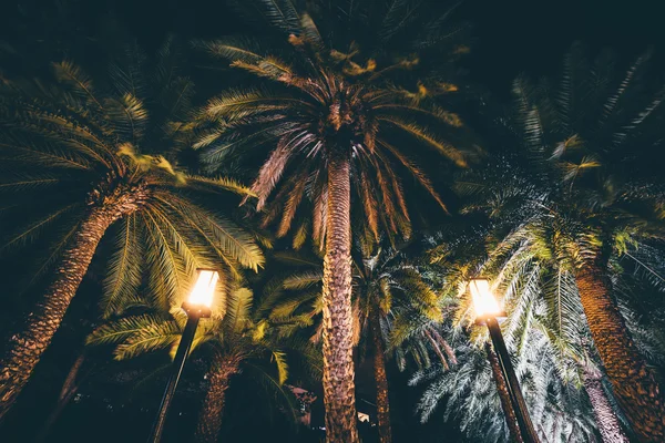 Palm trees at night at Harbour Square, in Pasay, Metro Manila, T — Stock Photo, Image