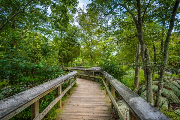 Boardwalk trail on Olmsted Island at Great Falls, Chesapeake & O — Stock Photo, Image