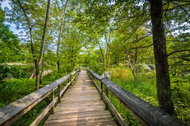 Olmsted Adası'nda Great Falls, Chesapeake ve O tahta iz