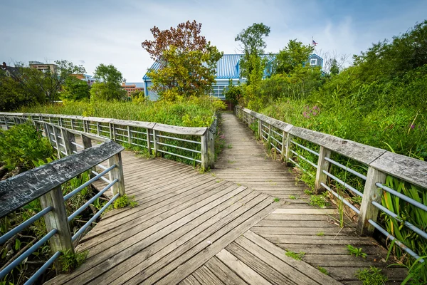 Boardwalk trail in a wetland, at Rivergate City Park, in Alexand — Stock Photo, Image