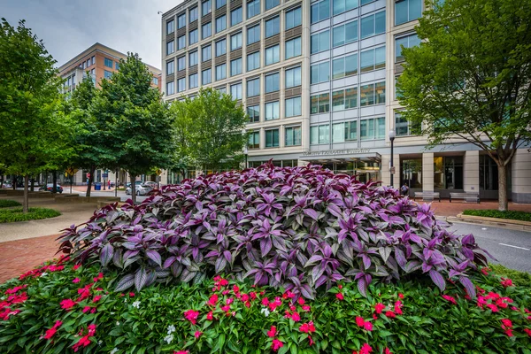 Trädgårdar och byggnader i Alexandria, Virginia. — Stockfoto