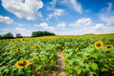Sunflower field in Jarrettsville, Maryland. clipart