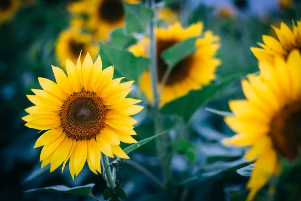 Un tournesol à Jarrettsville, Maryland . — Photo