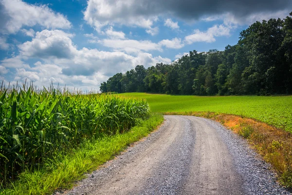 Strada sterrata e campo di mais nella contea rurale di Carroll, Maryland . — Foto Stock