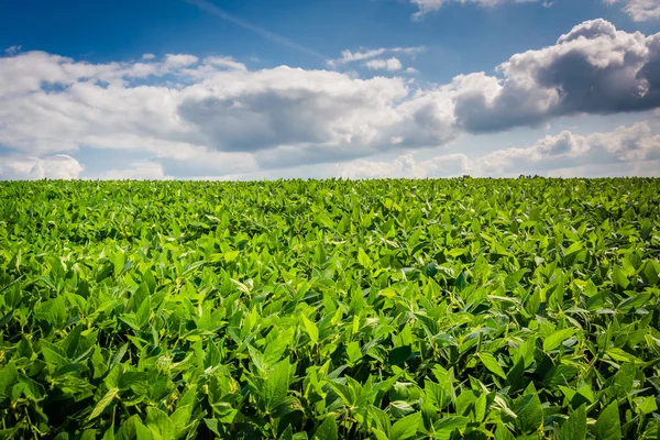 Campos agrícolas em Baltimore County rural, Maryland . — Fotografia de Stock