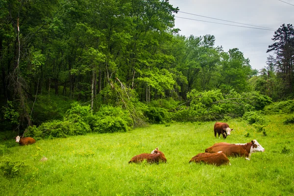 Champ et vaches dans le comté rural de Baltimore, Maryland . — Photo