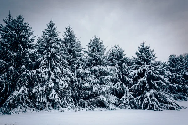 Pini acoperiți cu zăpadă în districtul rural Carroll, Maryland . — Fotografie, imagine de stoc