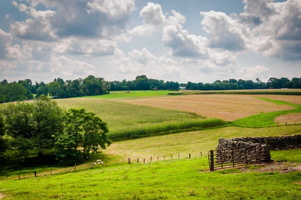 Letní pohled zemědělských polí ve venkovských Baltimore County, Maryland. — Stock fotografie