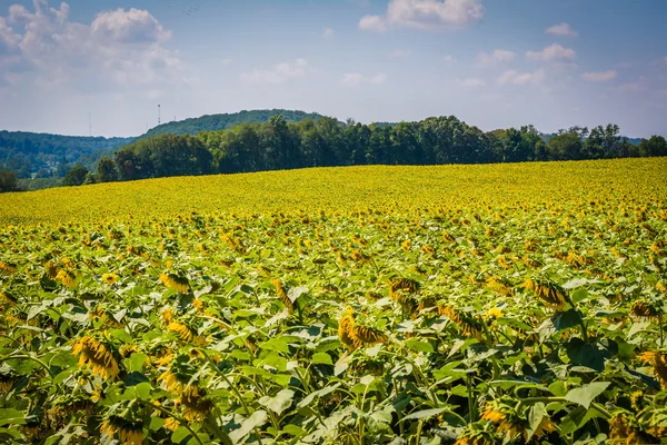 Solros fält i Jarrettsville, Maryland. — Stockfoto
