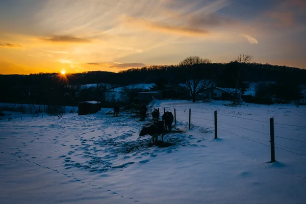 Puesta de sol sobre vacas en un campo cubierto de nieve en el condado de Carroll — Foto de Stock