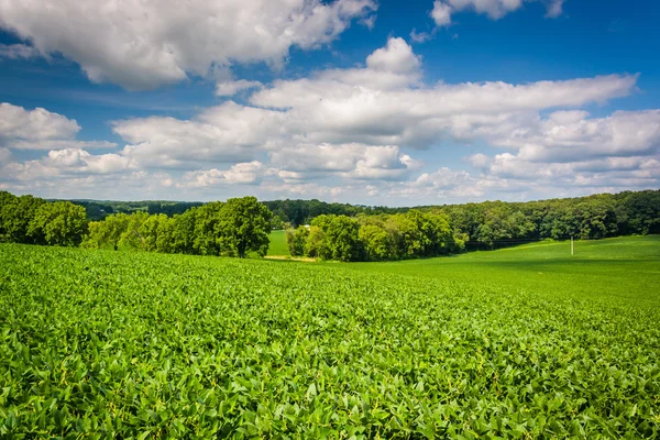 Вид фермерских полей в сельской местности округа Балтимор, штат Мэриленд . — стоковое фото