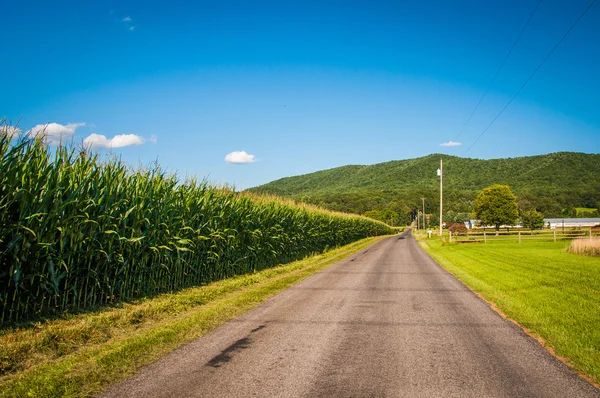 Campo di mais lungo una strada di campagna nella valle rurale di Shenandoah o — Foto Stock