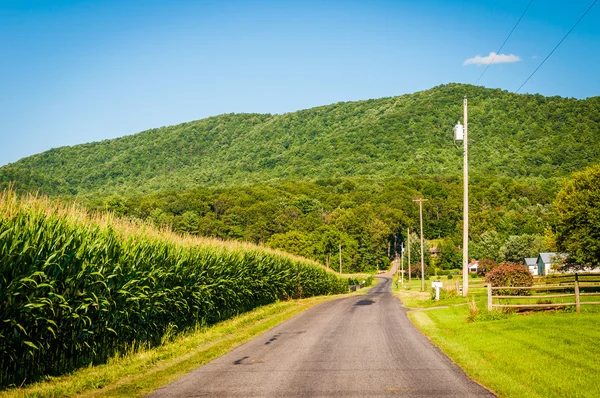 Maisfeld entlang einer Landstraße im ländlichen Shenandoah-Tal — Stockfoto