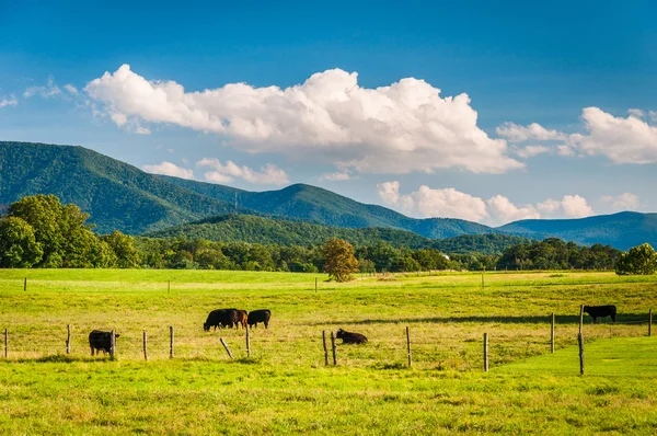 Mucche in un campo di fattoria e montagne lontane nel rurale Shenando — Foto Stock