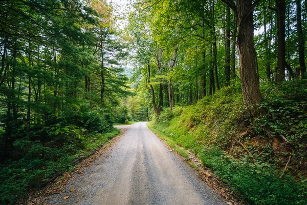 Grusväg genom skogen, i landsbygdens Shenandoah dalen, Virgini — Stockfoto