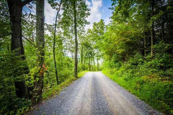 Polną drogą przez las, w dolinie Shenandoah wiejskich, Virgini — Zdjęcie stockowe