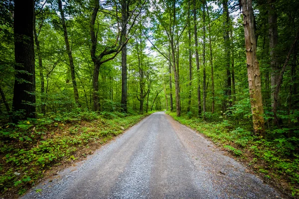 Χωματόδρομο μέσα από δάσος, στην Κοιλάδα Shenandoah υπαίθρου, Virgini — Φωτογραφία Αρχείου