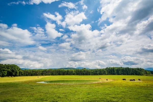 Gospodarstwa pola i mały staw w dolinie Shenandoah wiejskich Virg — Zdjęcie stockowe