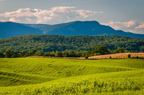 Campos y vista de montañas lejanas en la zona rural de Shenandoah Val — Foto de Stock