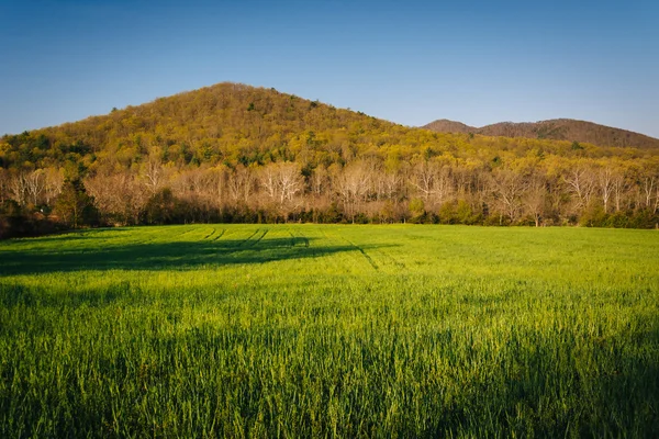 Trawiastym boisku i odległe góry rural Valle Shenandoah — Zdjęcie stockowe