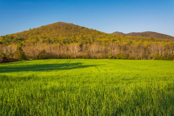 Campo herboso y montañas lejanas en el valle rural de Shenandoah — Foto de Stock