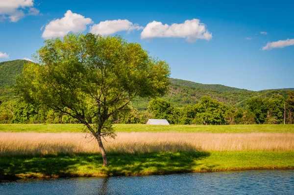 Damm och träd i Virginia landsbygdens Shenandoah Valley. — Stockfoto