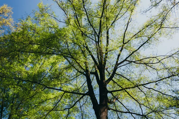 Весна зеленеет на дереве в Монтичелло, Вирджиния . — стоковое фото