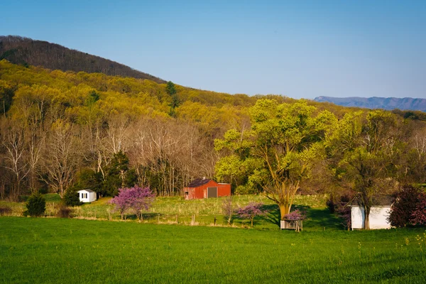 Widok na pola i kolor wiosny w wiejskich o Shenandoah Valley — Zdjęcie stockowe