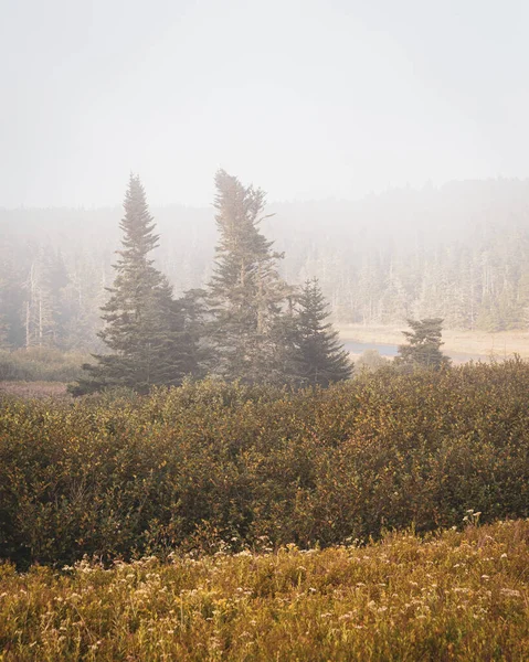 Pinhais Nevoeiro Cutler Maine — Fotografia de Stock