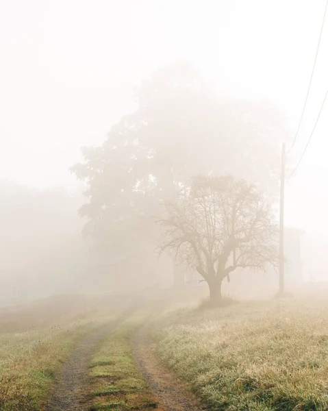 Trees Dirt Farm Road Foggy Morning Accord New York — Stock Photo, Image