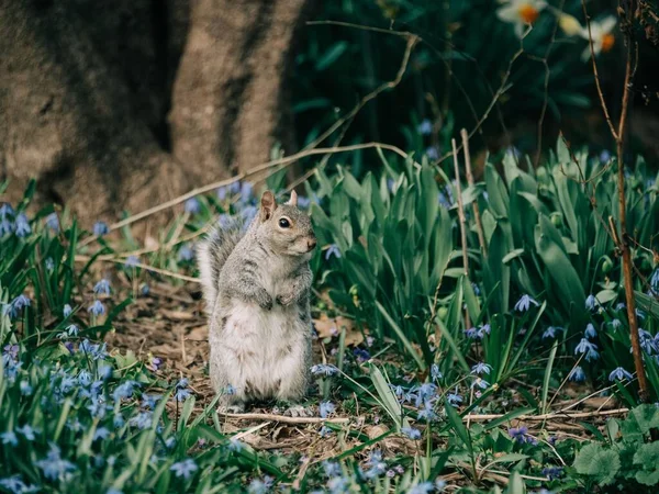 ニューヨーク市マンハッタンのセントラルパークにリス — ストック写真