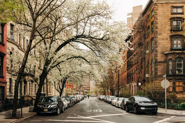 Flowering Trees Stuyvesant Street East Village Manhattan New York City — Stock Photo, Image