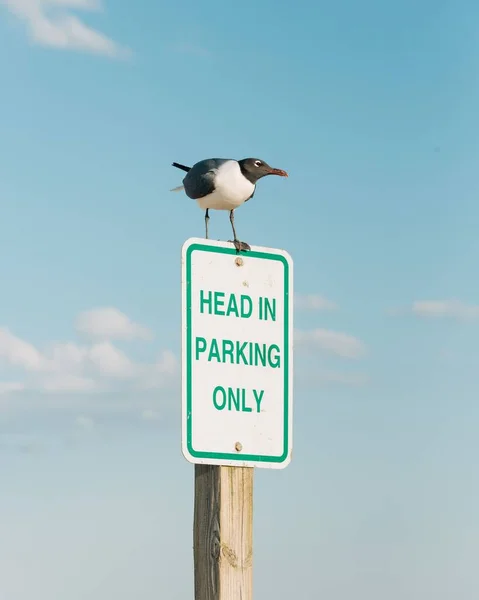 Head Parking Endast Skylt Med Fågel Chincoteague Island Virginia — Stockfoto
