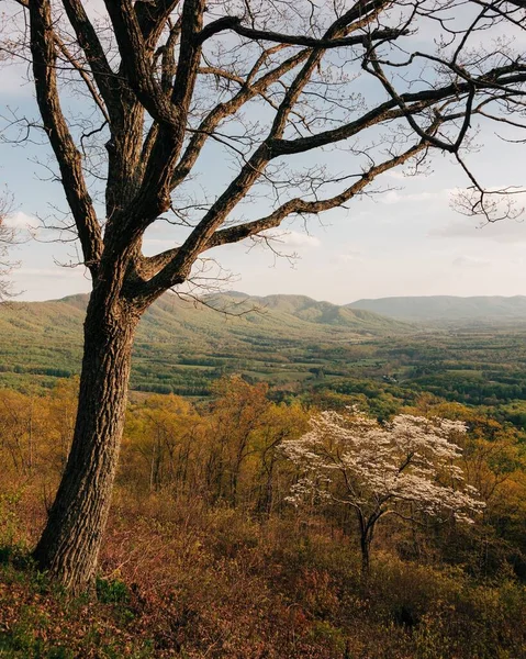Vroeg Voorjaar Uitzicht Blue Ridge Parkway Buurt Van Roanoke Virginia — Stockfoto