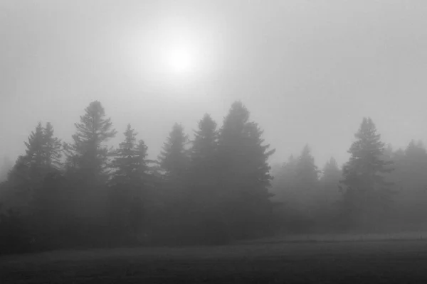 メイン州カトラーの霧の松の木 — ストック写真