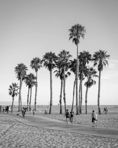 Palm Trees Beach Santa Monica Los Angeles California — Stock Photo, Image