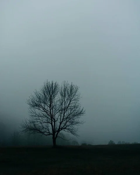 Ein Baum Auf Einem Feld Peaks Otter Lake Virginia — Stockfoto