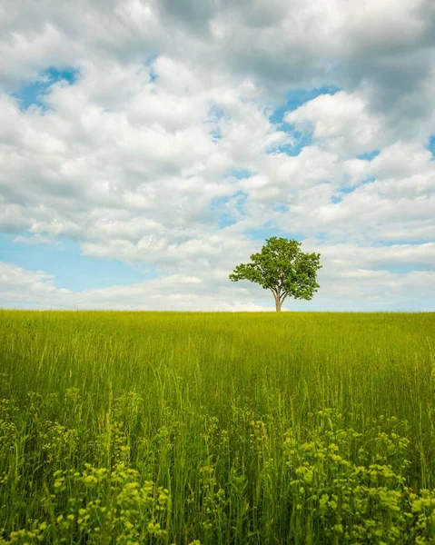Дерево Полі Квітів Ньюбург Долина Гудзона Нью Йорк — стокове фото