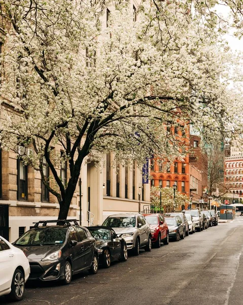 Flowering Trees Stuyvesant Street East Village Manhattan New York City — Stock Photo, Image