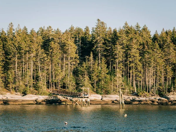 Klippig Kust Med Tallar Sett Utifrån Sprucehead Island South Thomaston — Stockfoto