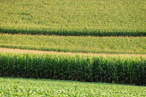 Campo Milho Condado York Rural Pensilvânia — Fotografia de Stock