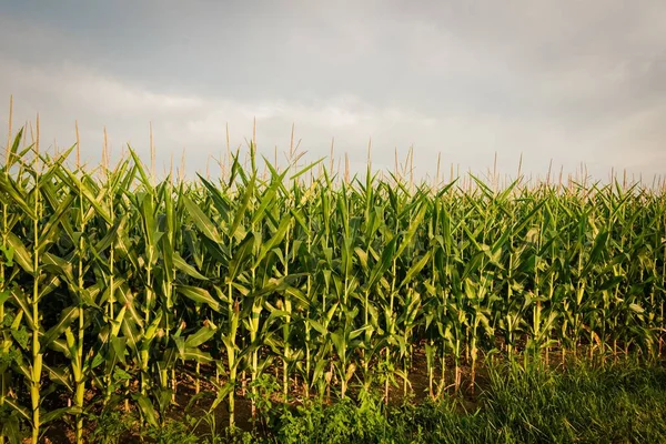Corn Field York County Pennsylvania — Stock Photo, Image