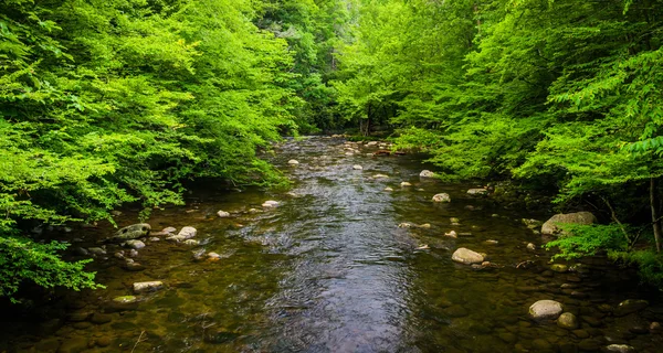 A small stream, at Great Smoky Mountains National Park, Tennesse — Stock Photo, Image