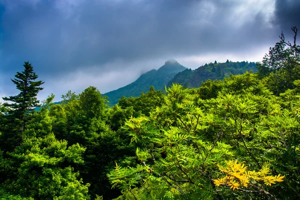 Bushes and fog over Grandfather Mountain, near Linville, North C — Stock Photo, Image