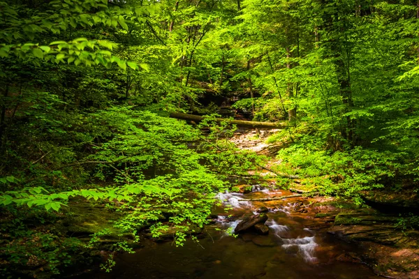 Cascatas em um riacho em uma floresta exuberante em Ricketts Glen State Par — Fotografia de Stock