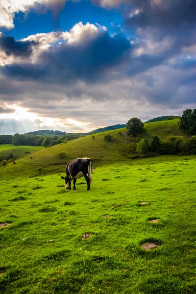 Cow in a field at Moses Cone Park on the Blue Ridge Parkway in N — Stock Photo, Image