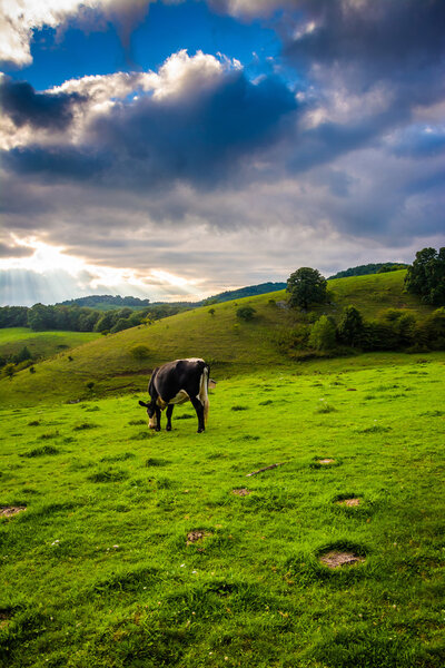 Cow in a field at Moses Cone Park on the Blue Ridge Parkway in N