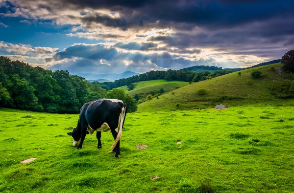 Crepuscular rays over a cow in a field at Moses Cone Park on the — Stock Photo, Image